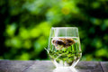 A clear glass cup filled with hot water and a hanging tea bag, with green tea and leaves visible inside, set on a dark tabletop against a blurred green outdoor background.
